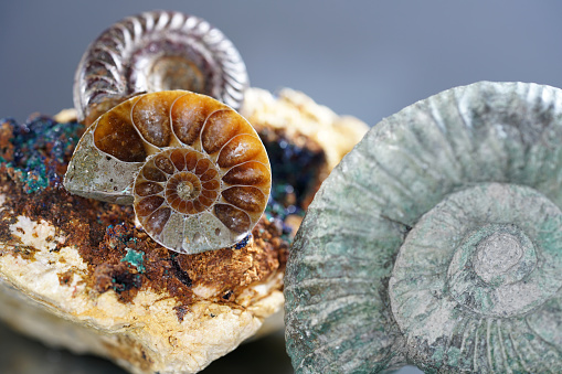 Ammonite inside a limestone rock. The ammonites where living between 409 and 65 million years ago (Mya). The image was captured in the canton of Aargau (Switzerland).