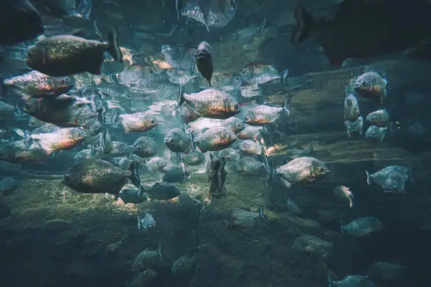 Photo of Closeup shot of an aquarium with piranhas