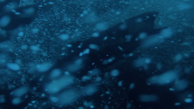 Salmon Swimming Against Current Closeup