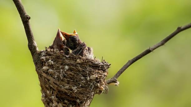 istock Bird's nest with newborn chicks paradise flycatcher, located on tree branch in forest 1437743686