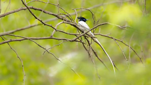 istock An Indian paradise flycatcher on tree branch with beautiful long white tail on blurry background 1437743687