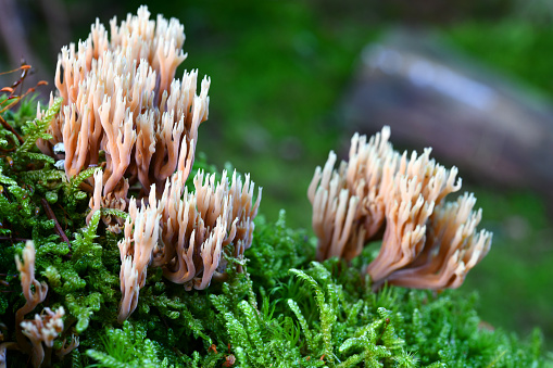 A rare Ramaria formosa, commonly known as the salmon coral, beautiful clavaria, handsome clavaria, yellow-tipped- or pink coral fungus, is a coral fungus found in Asia, Europe and North America.