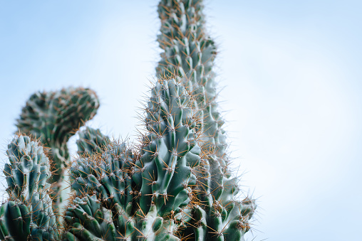 green cacti photo – Free Plant Image on Unsplash