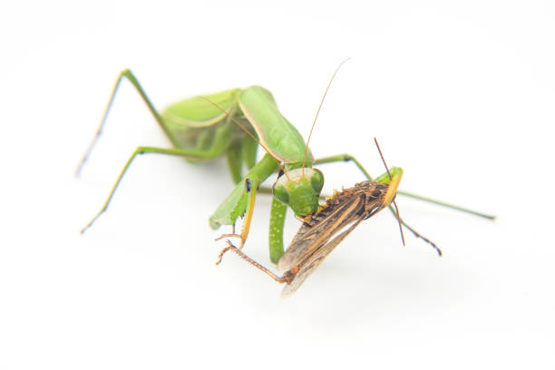 istock praying mantis eats a grasshopper close-up on a white background. Hunting in the world of insects. Prey for eating insects 1437744888