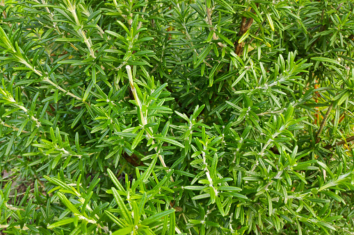 Close up of a Rosemary growing in a kitchen garden.