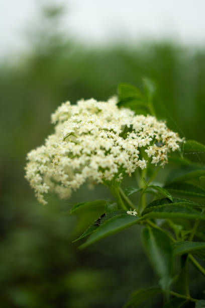 White Flower in Sapa, Vietnam Sambucus Australis