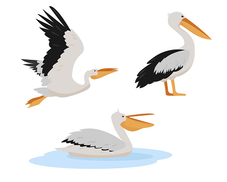 Set of white pelican birds in different poses isolated on white background. Graceful Pelicans icons. Nature Vector flat or cartoon illustration.