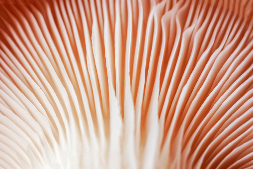 Fresh mushrooms macro. Oyster mushroom pattern. Edible mushrooms texture closeup, natural background, selective focus