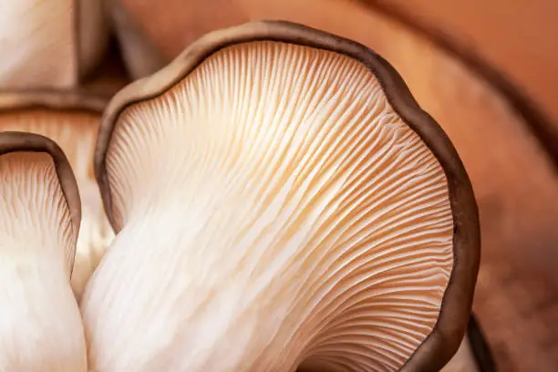 Edible oyster fungus, or hiratake mushrooms, vegetarian food. Mushrooms macro