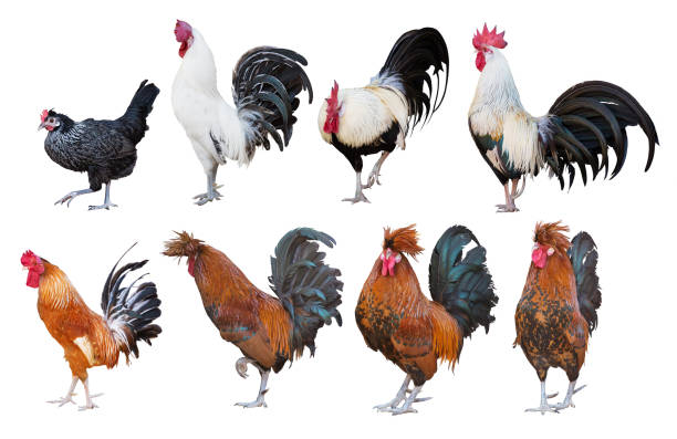 istock eight roosters isolated on white background 1437748182