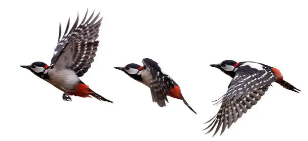 three great spotted woodpeckers in flight isolated on white background