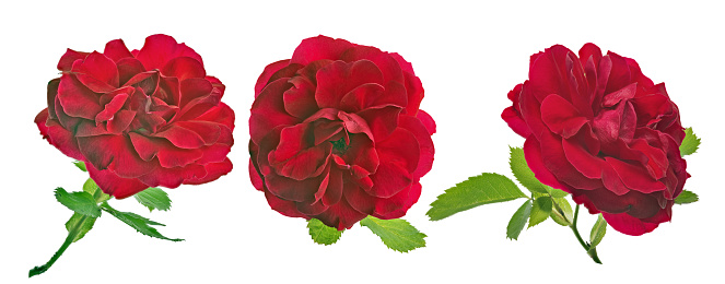 beautiful bright red color roses isolated on white background