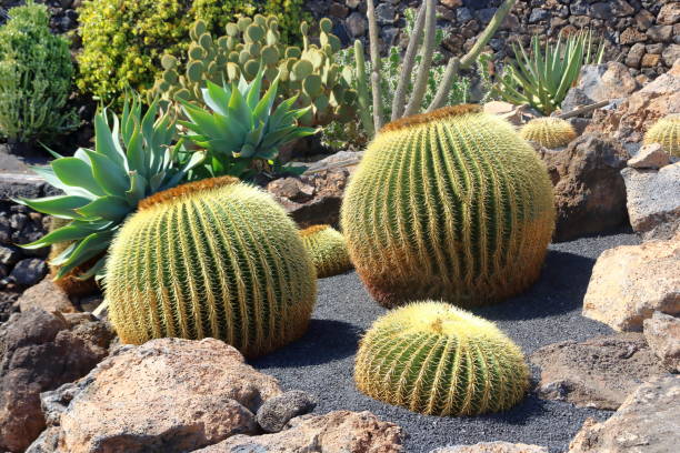istock beautiful cactus growing on black volcanic ground on lanzarote 1437748414