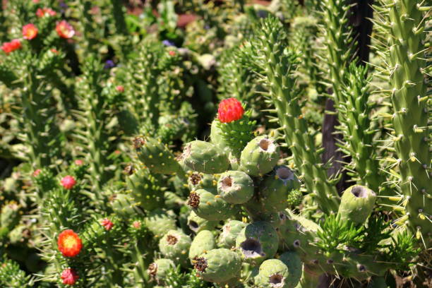 istock beautiful cactus growing on black volcanic ground on lanzarote 1437748943