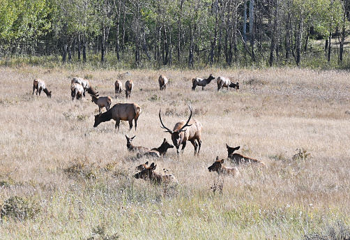 Bull elk with his harem in the meadow.