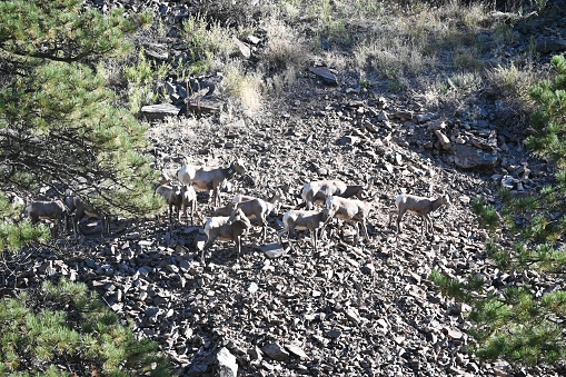 Bighorn sheep camouflaged by rocks on the mountainside.