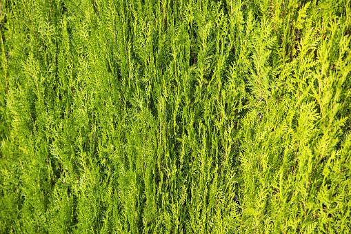Lush green cypress bush