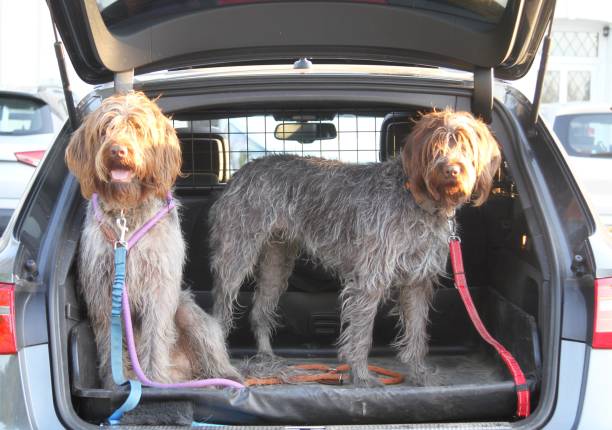 two dogs in car Two Wirehaired Pointing Griffon dogs in boot of car Wirehaired Pointing Griffon stock pictures, royalty-free photos & images