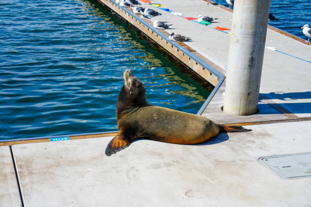 Sea lions (Zalophus wollebaeki) on boardwalk, Isabela Island, Galapagos
