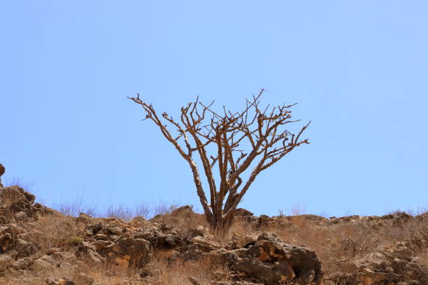 Frankincense trees in Dhofar mountains in Oman