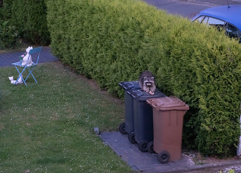 A raccoon sits on the garbage cans and eating an old piece of bread