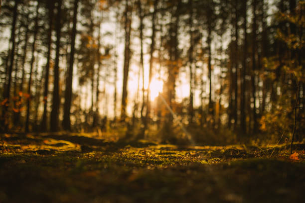 sunset in pine forest. moss. nature background - growth tree spirituality tranquil scene imagens e fotografias de stock