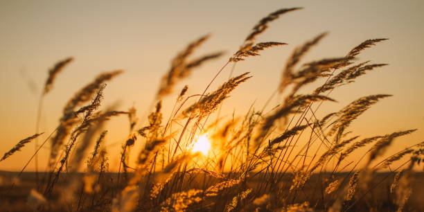 istock Dry grass at sunset. Autumn. Field 1437751137