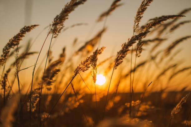 Dry grass at sunset. Autumn. Field
