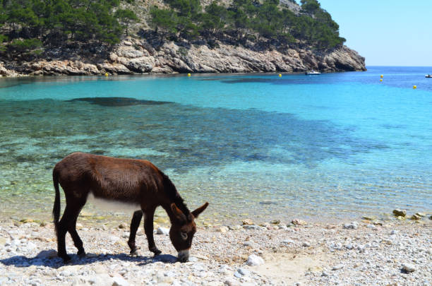 âne brun à la recherche de nourriture sur la plage du port de cala murta, espagne - crystally photos et images de collection