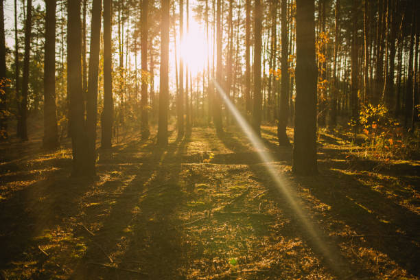 sunset in pine forest. moss. nature background - growth tree spirituality tranquil scene imagens e fotografias de stock