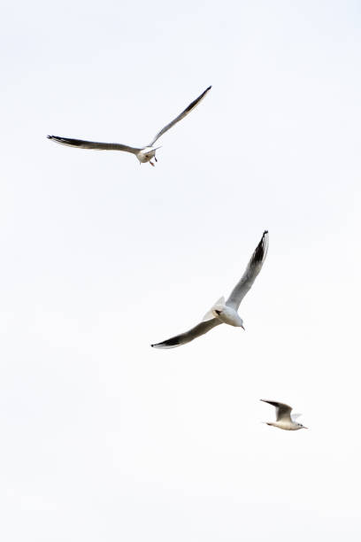istock Dancers of the sky 1437752122