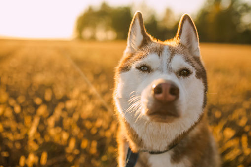 Husky with white and red wool enjoying the walk. Dog in collar on autumn meadow. Leisure at nature. Portrait