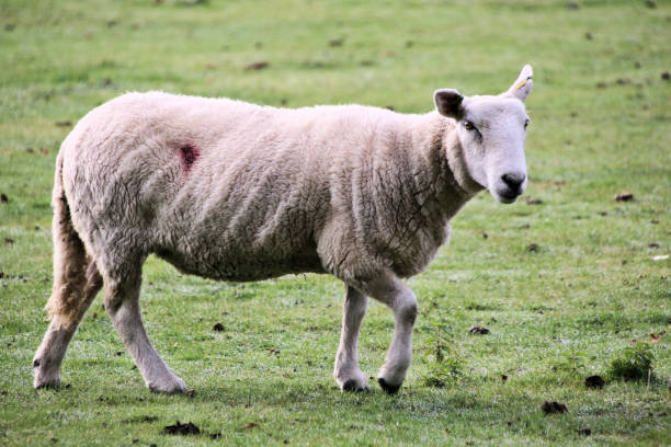 istock A view of a Sheep 1437752416