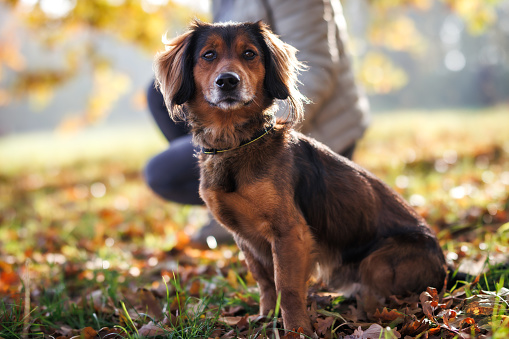 Cute small mixed breed dog with pet owner relaxing in autumn park