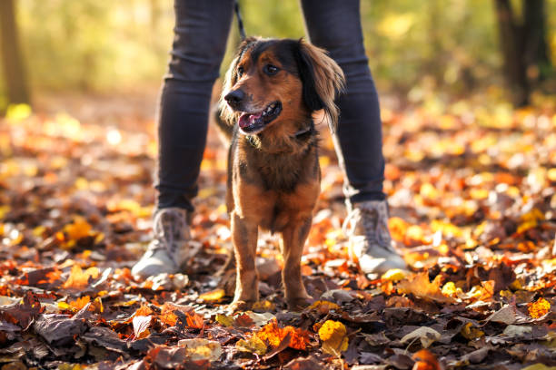 Happy small mixed breed dog during walking in autumn forest stock photo