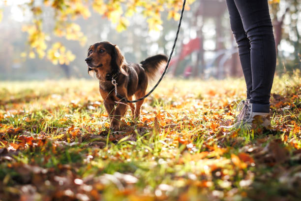 istock Dog walking in autumn park 1437753851