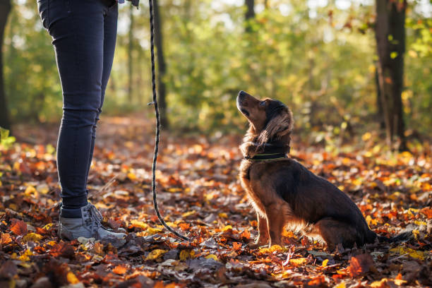 istock Woman doing obedience training of small mixed breed dog 1437753885