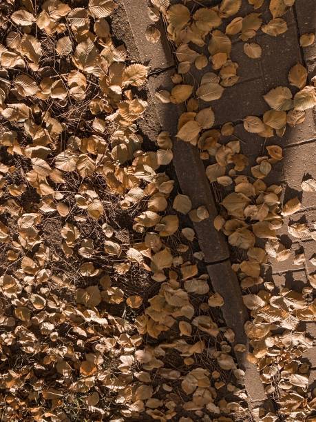 istock Autumn in the city 1437753904