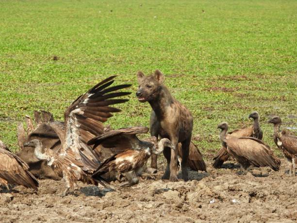istock Hyena and vultures 1437753938
