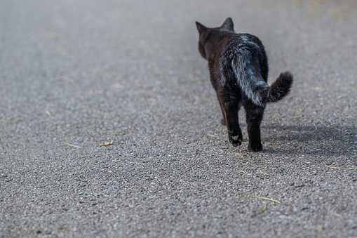 black cat walking on asphalt