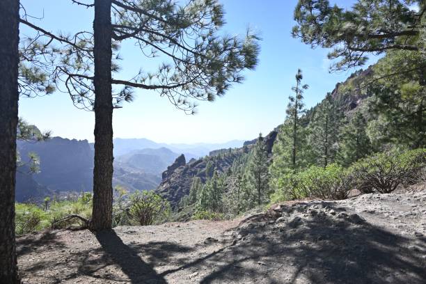 istock Trees in the Mountains with beautiful view 1437755042