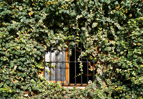window surrounded by ivy