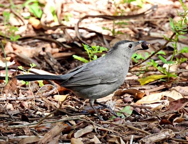 istock Gray Catbird (Dumetella carolinensis) -standing on the ground eating a nut 1437758035