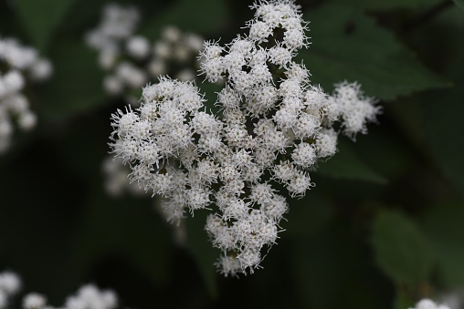 White snakeroot (Ageratina altissima) flowers. Asreraceae perennial plants. Many white flower heads are produced from September to November.