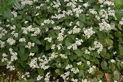White snakeroot (Ageratina altissima) flowers. Asreraceae perennial plants. Many white flower heads are produced from September to November.