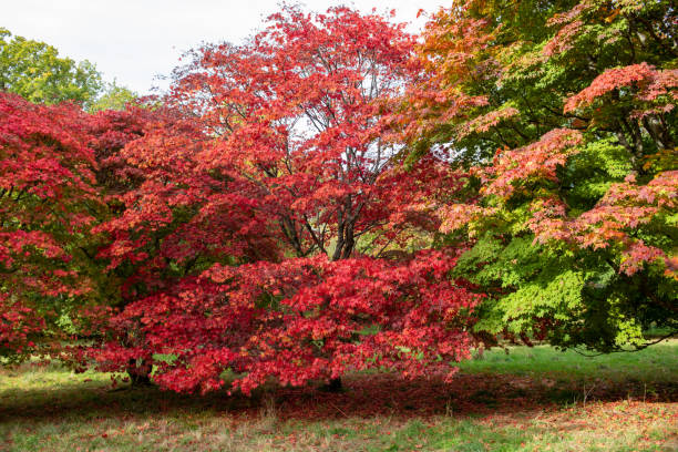 klon japoński (acer japonica) drzewo - acer japonica zdjęcia i obrazy z banku zdjęć