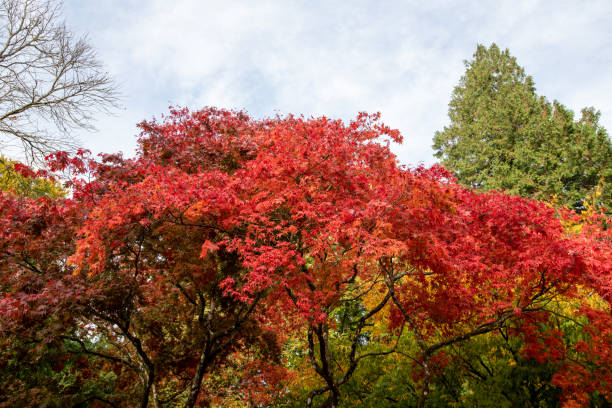 klon japoński (acer japonica) drzewo - acer japonica zdjęcia i obrazy z banku zdjęć