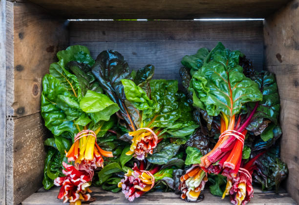 Swiss Chard stock photo