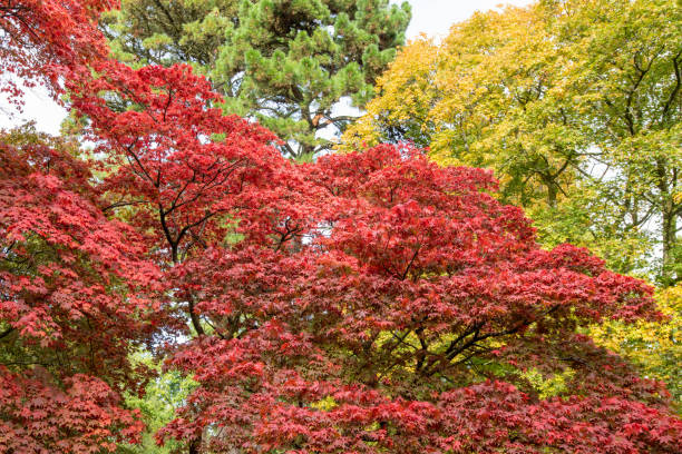 japanischer ahorn (acer japonica) baum - acer japonica stock-fotos und bilder