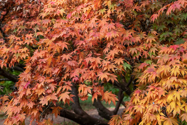 japanischer ahorn (acer japonica) baum - acer japonica stock-fotos und bilder